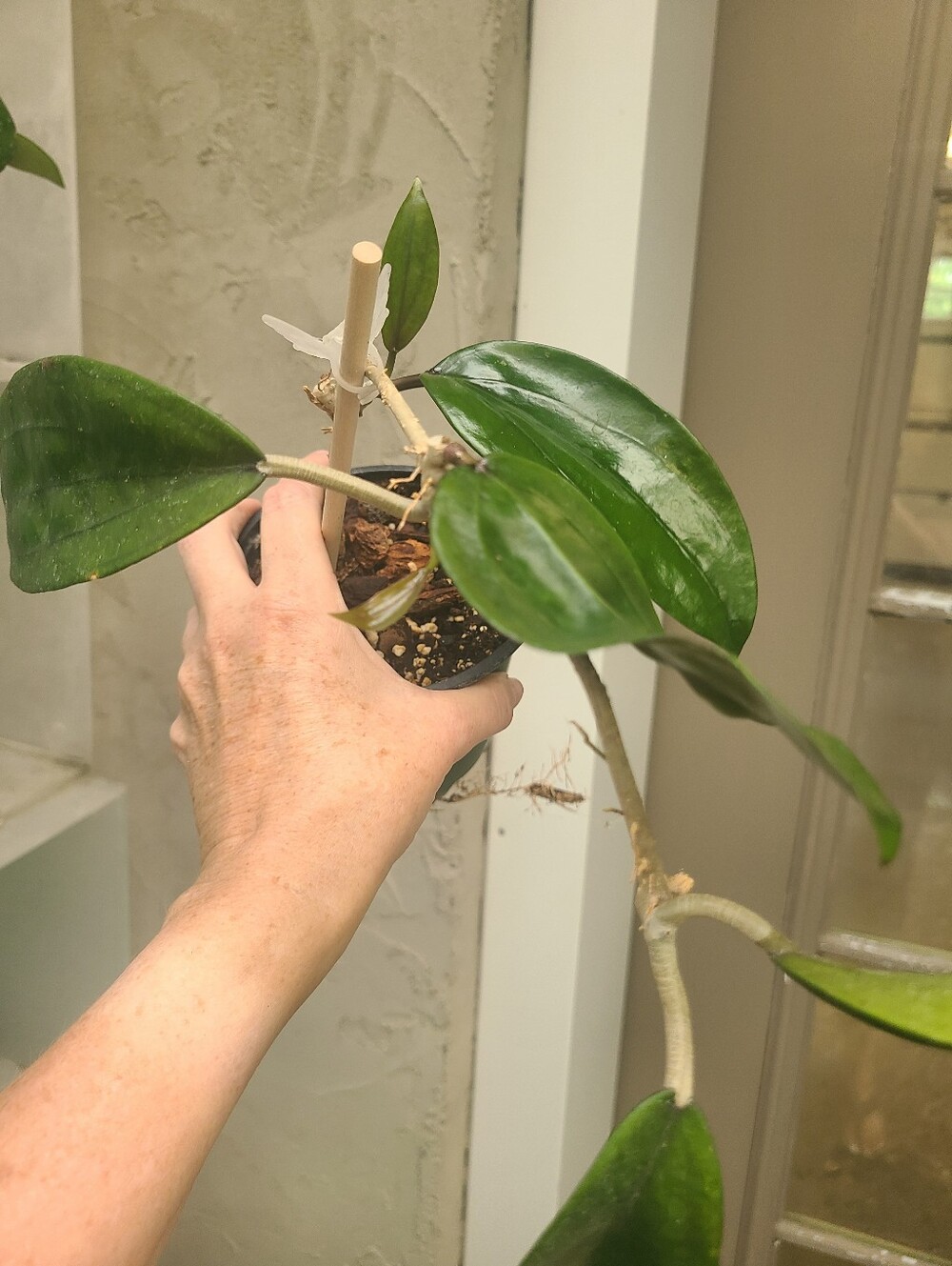 Hoya Rigida - Picture 3 of 7